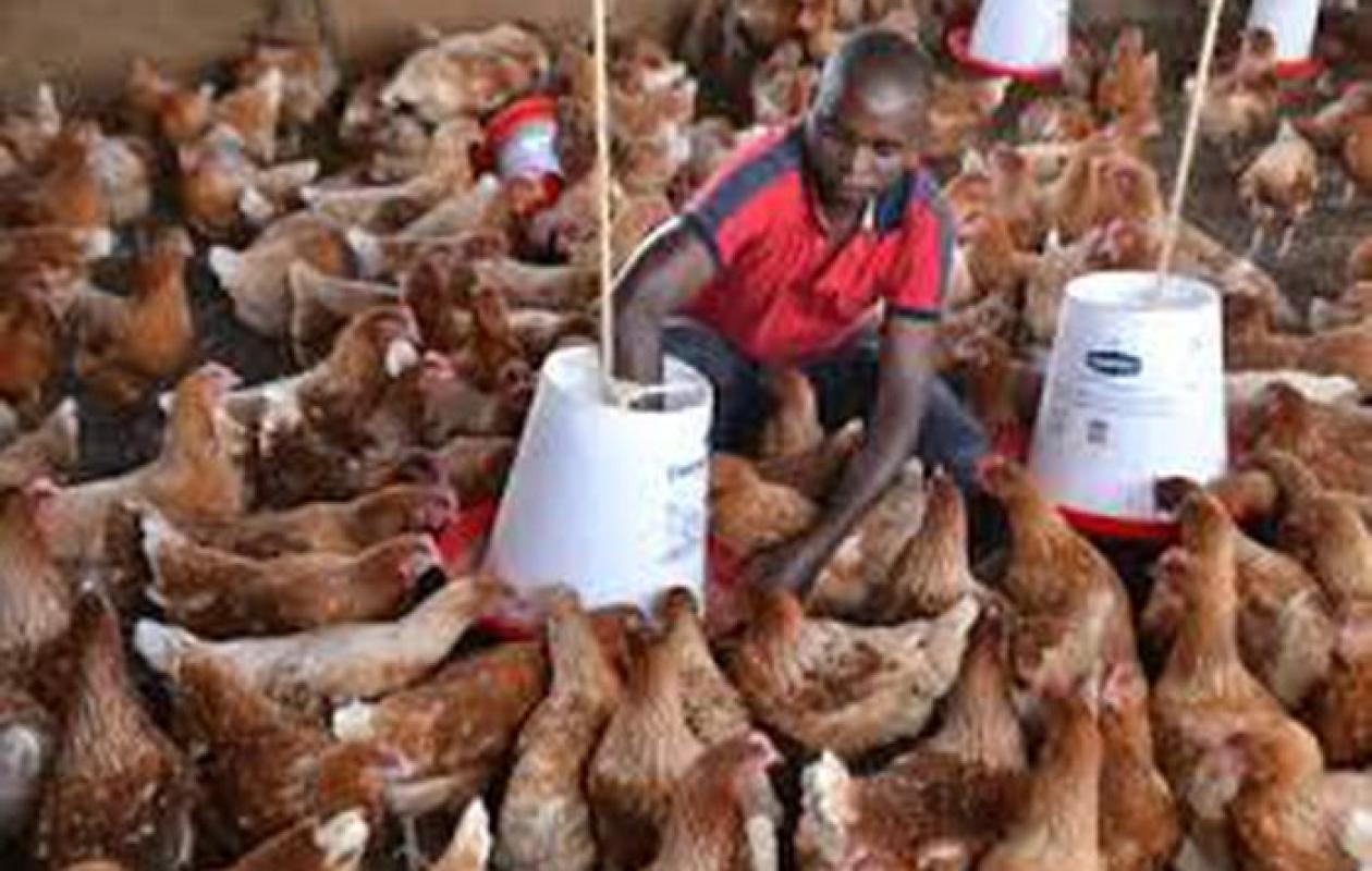 Côte d’Ivoire : le prix de la volaille en hausse de 18 % à partir du 2 janvier 2026