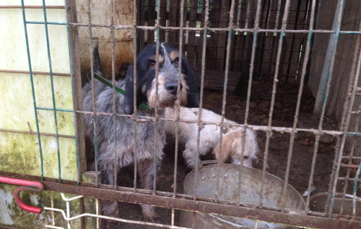 Sauvetage de 42 animaux maltraités dans le Maine-et-Loire