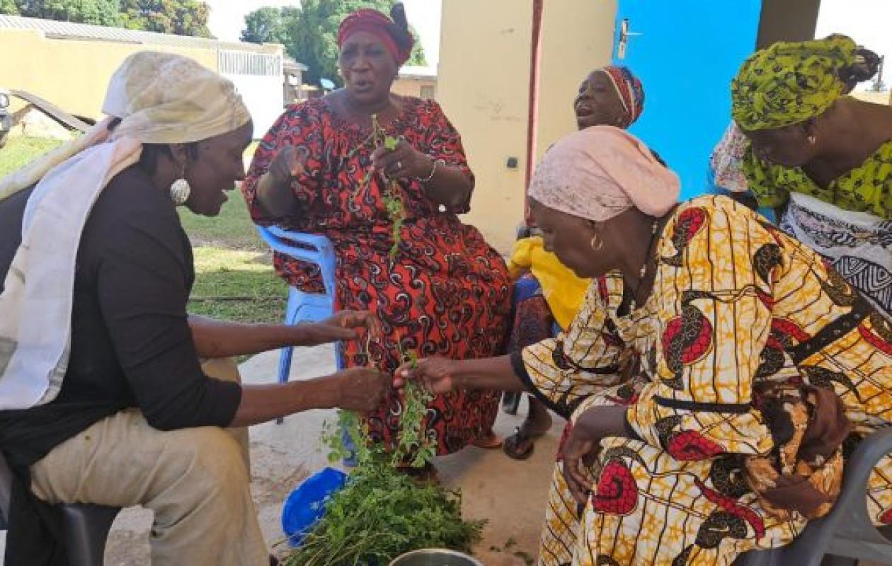Korhogo : 250 femmes formées à la transformation du moringa, un atout majeur contre la malnutrition