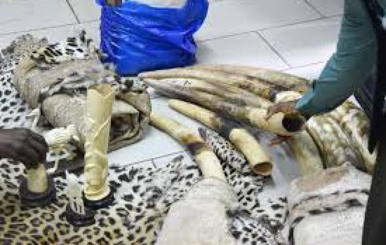 Trafic d'espèces sauvages : Saisie majeure de 7 peaux, 6 crânes de panthères et 40 kg d'ivoire
