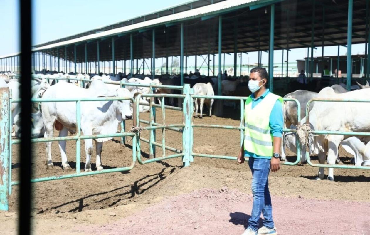 Égypte : coup d'accélérateur pour la production animale