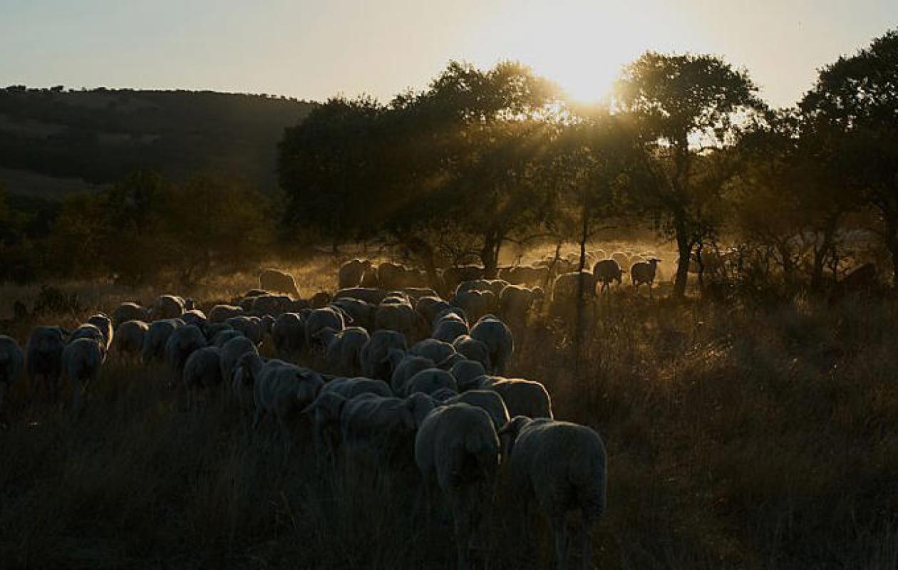 La survie des zones rurales espagnoles passe-t-elle par les migrants ? L'agriculture en quête de main-d'œuvre.