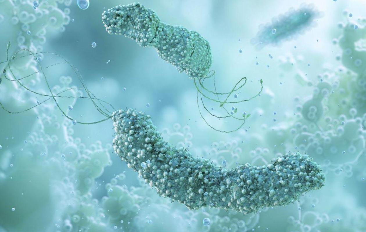 Helicobacter pylori : la bactérie silencieuse derrière le 5ᵉ cancer le plus fréquent au monde