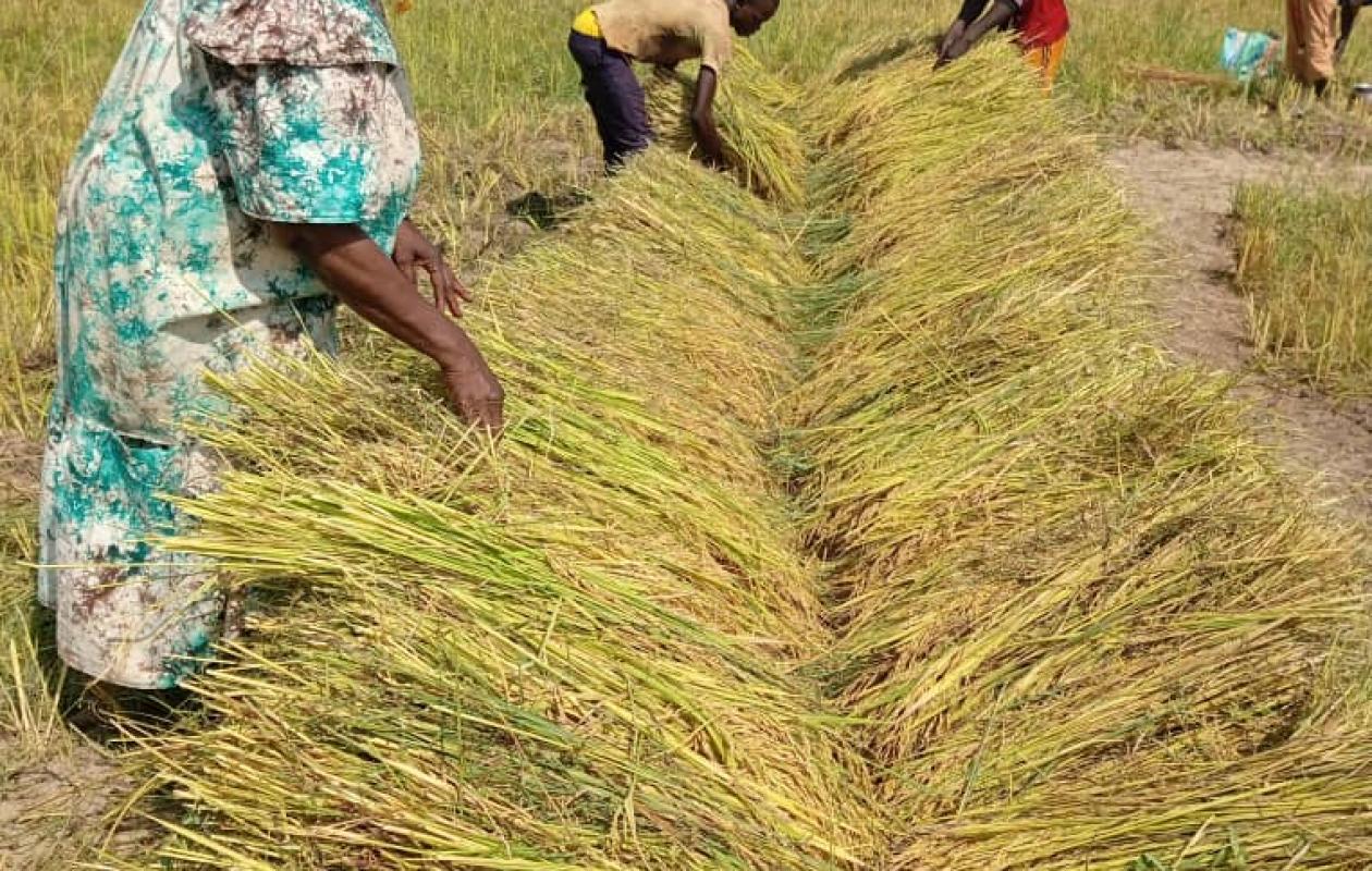 Tchad : Succès Précoce pour la Variété de Riz Chinoise 'Yue NongSimiaO' à Moundou