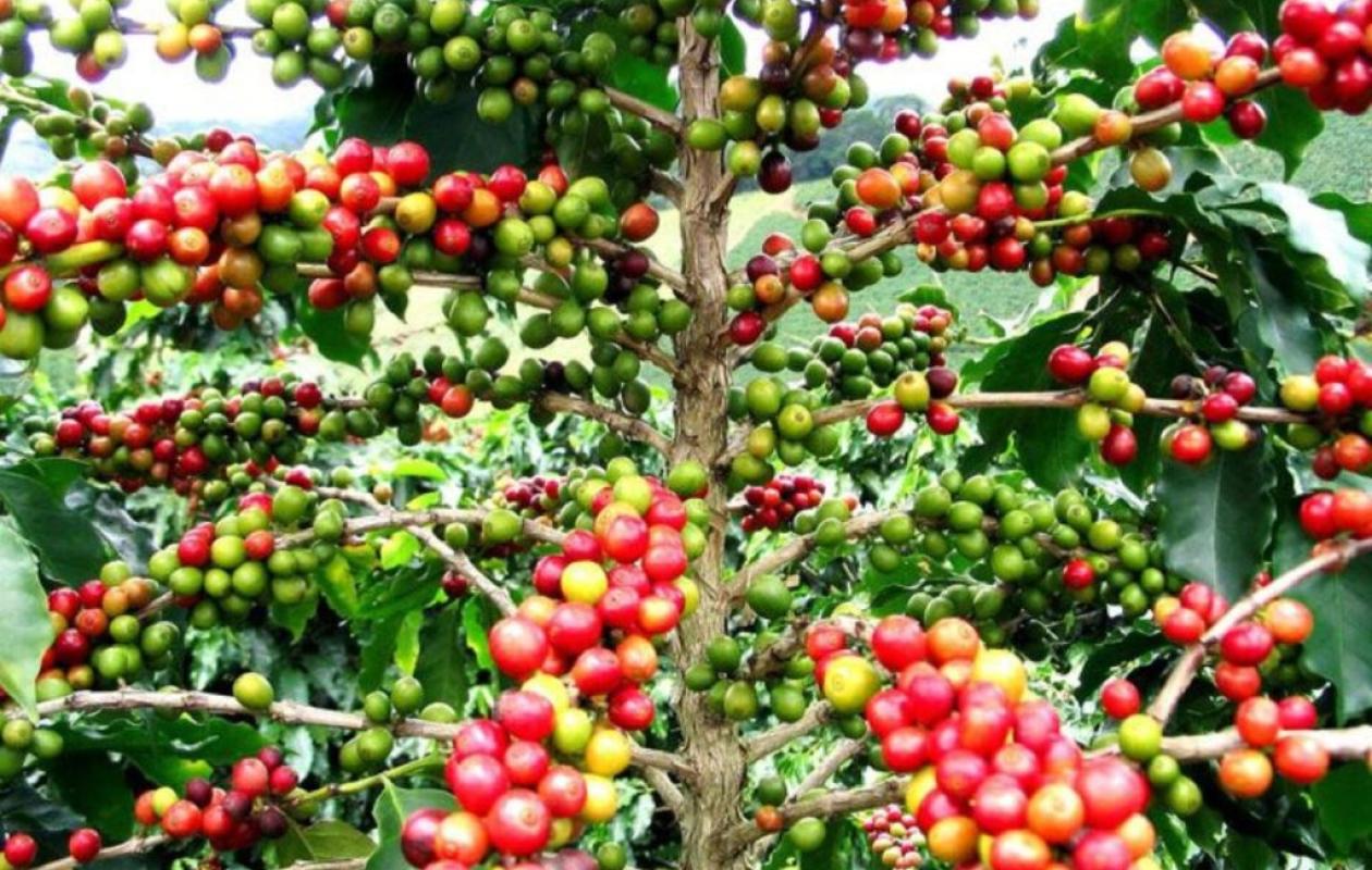 Côte d'Ivoire : Triple accord majeur en Conseil des ministres