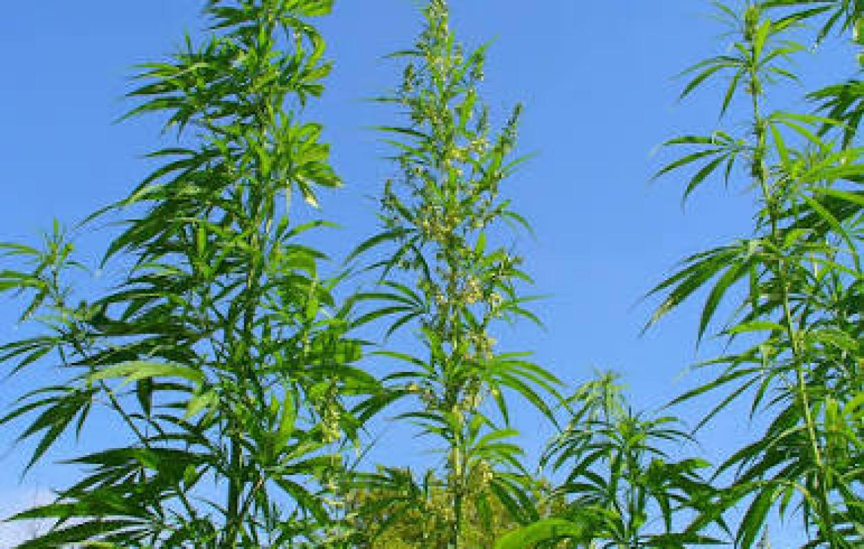 Il cultivait discrètement du cannabis et cachait dans son champ des planches cloutées pour protéger sa production du vol