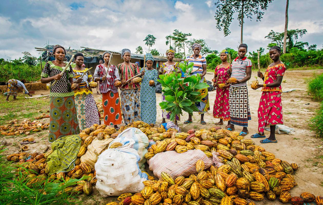 Du Champ au Compte : La Crise du Paiement Fracturé Étouffe les Planteurs de Cacao à Becedi