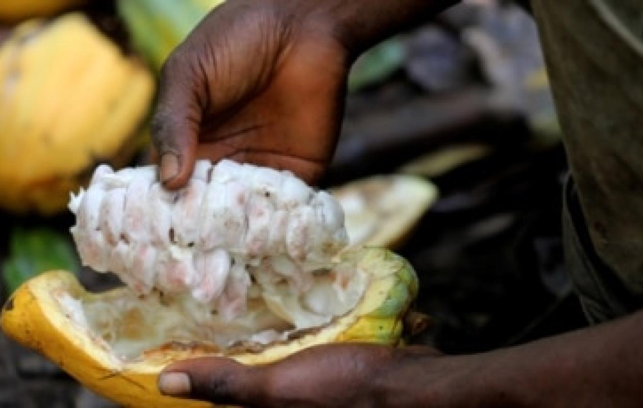 Côte d’Ivoire : la récolte de cacao 2025 menace de chuter pour la troisième année consécutive