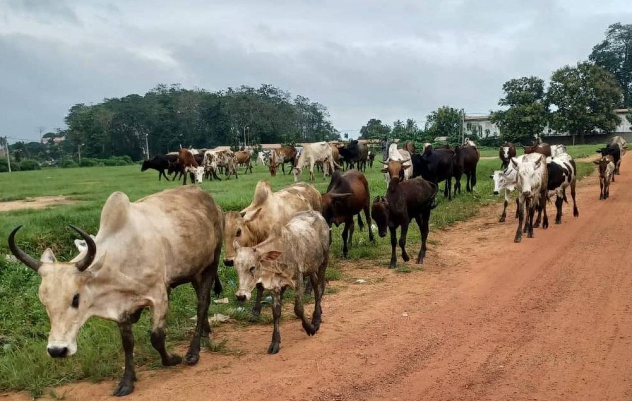 Trois collégiens blessés par un bœuf devant le lycée moderne Boga Doudou à Lakota