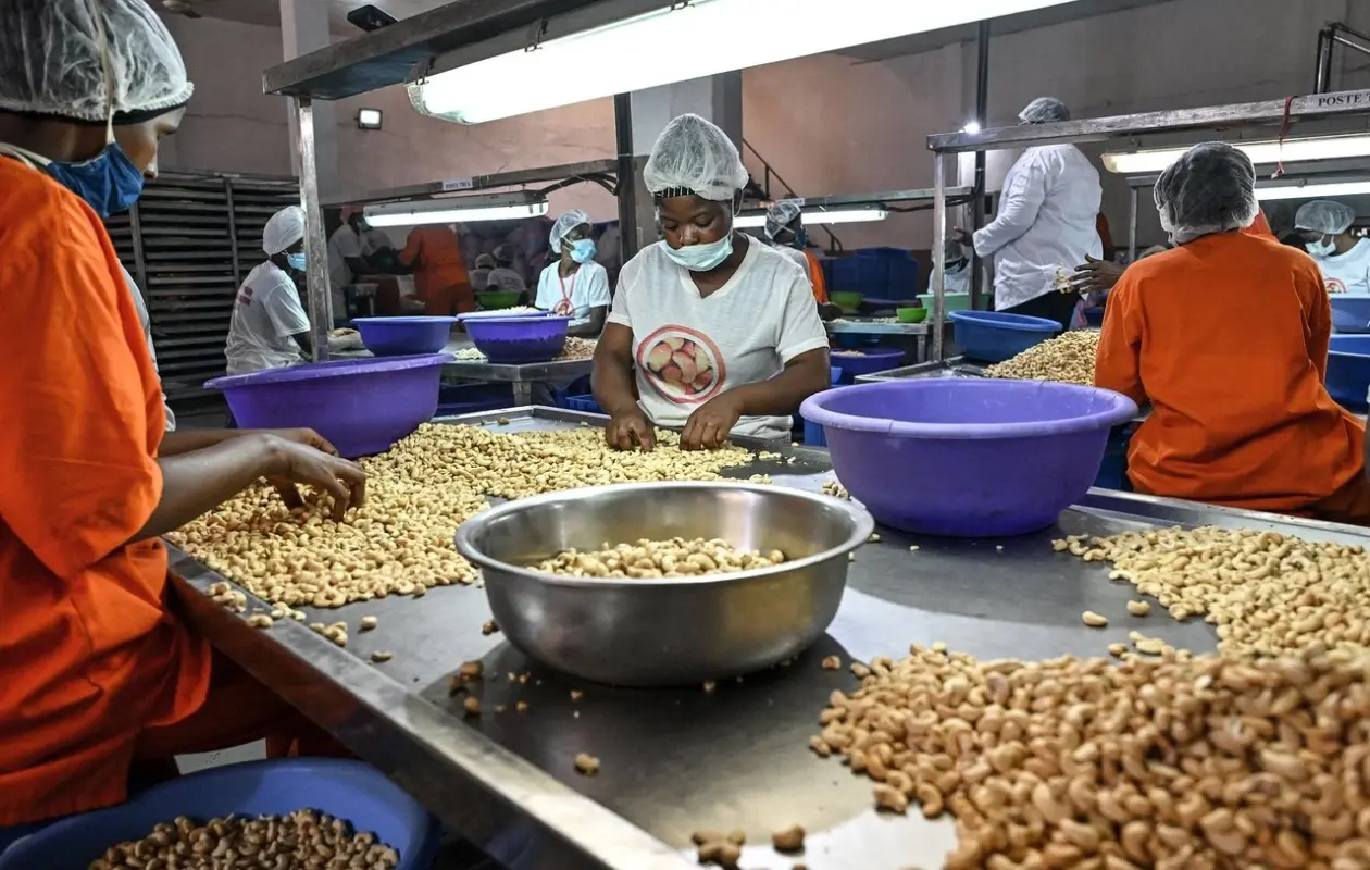 Anacarde : La Côte d'Ivoire Vise 50 % de Transformation Locale d'ici 2030