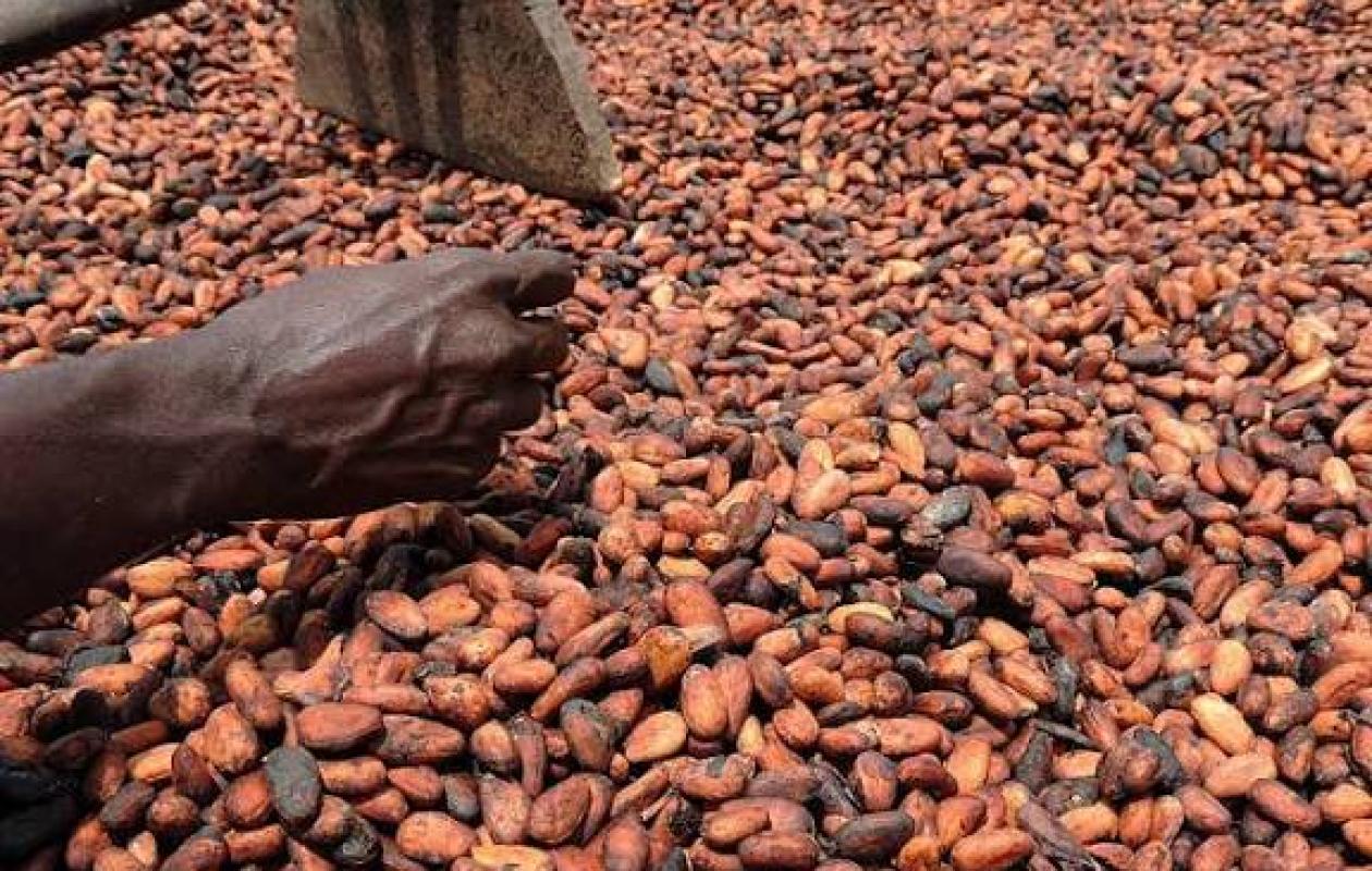 Biankouma : des acheteurs fraudeurs de cacao arrêtés