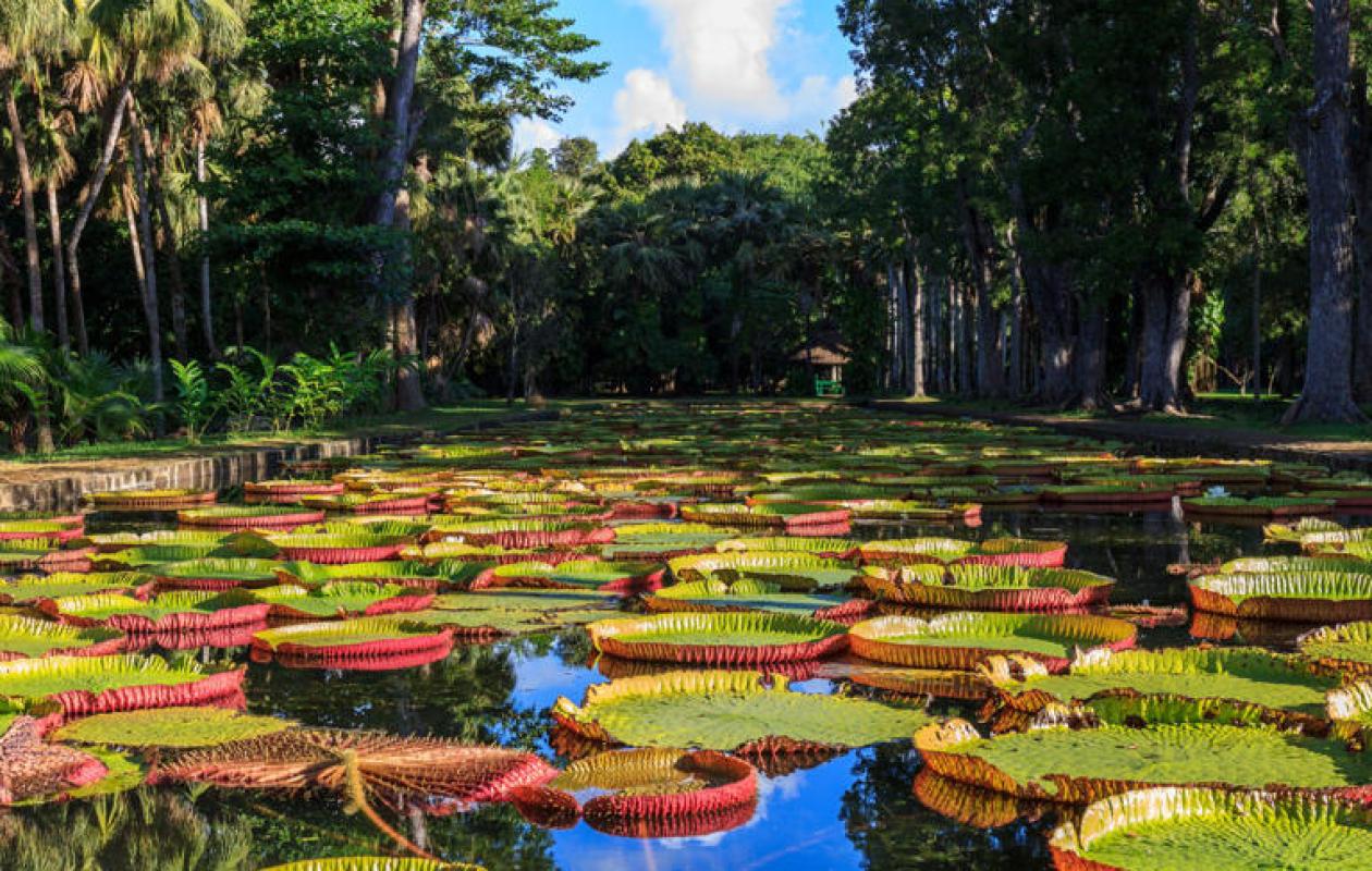 Pamplemousses : Voyage au cœur du plus vieux jardin botanique de l'hémisphère Sud