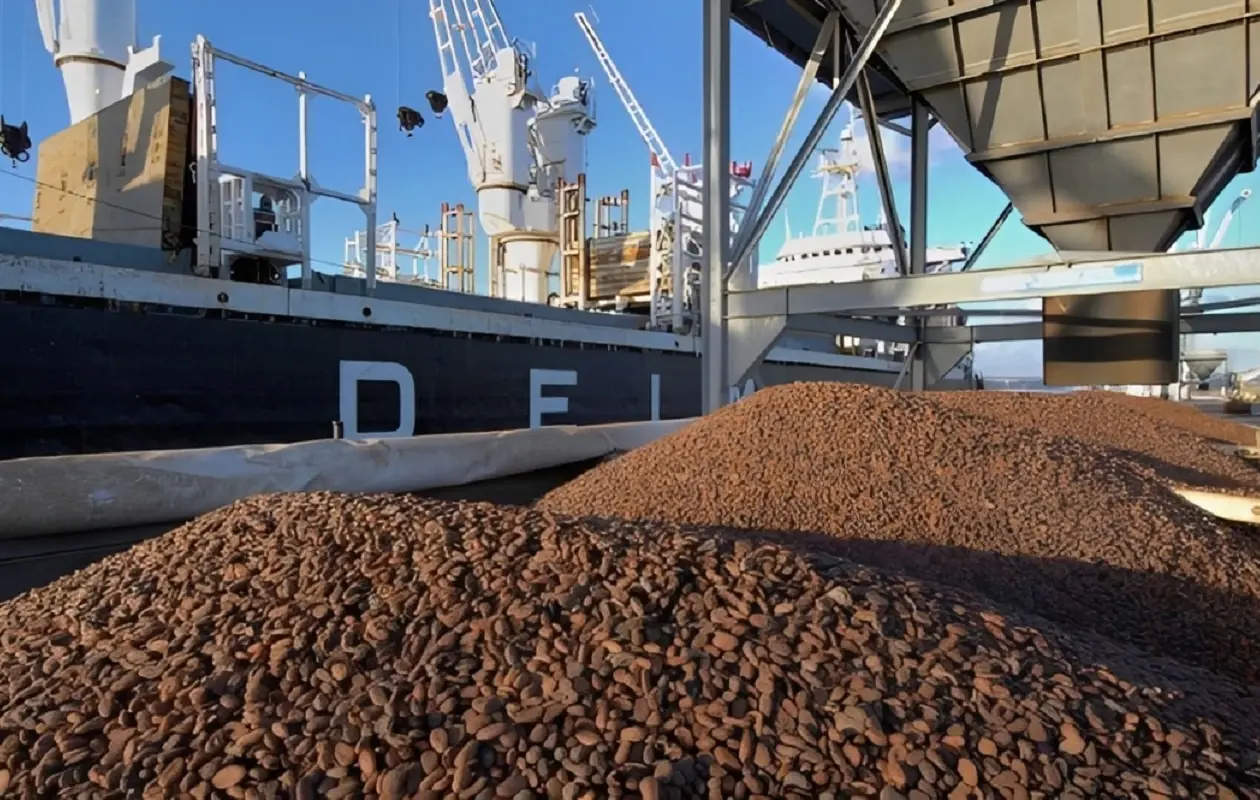 Cacao 2025-2026 : Une campagne record avec 2 800 milliards FCFA déjà versés aux producteurs