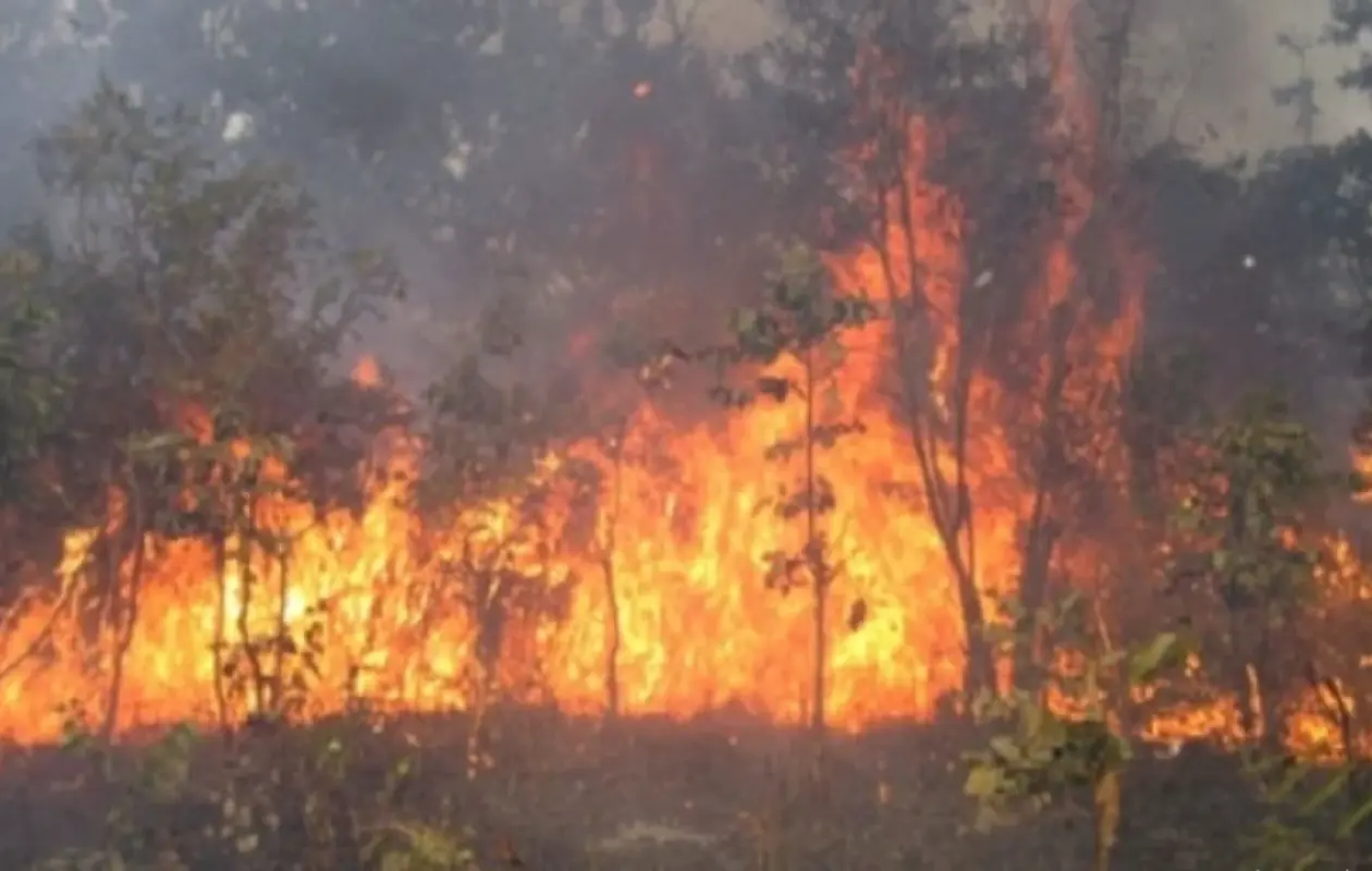 Borotou : Deux hectares d’anacardiers réduits en cendres par un feu de brousse