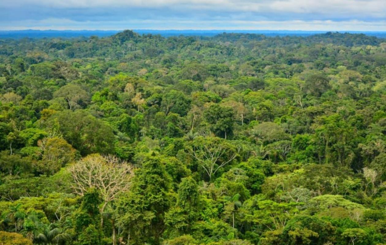 Gestion des Forêts en Côte d’Ivoire : Le Ministère répond aux polémiques