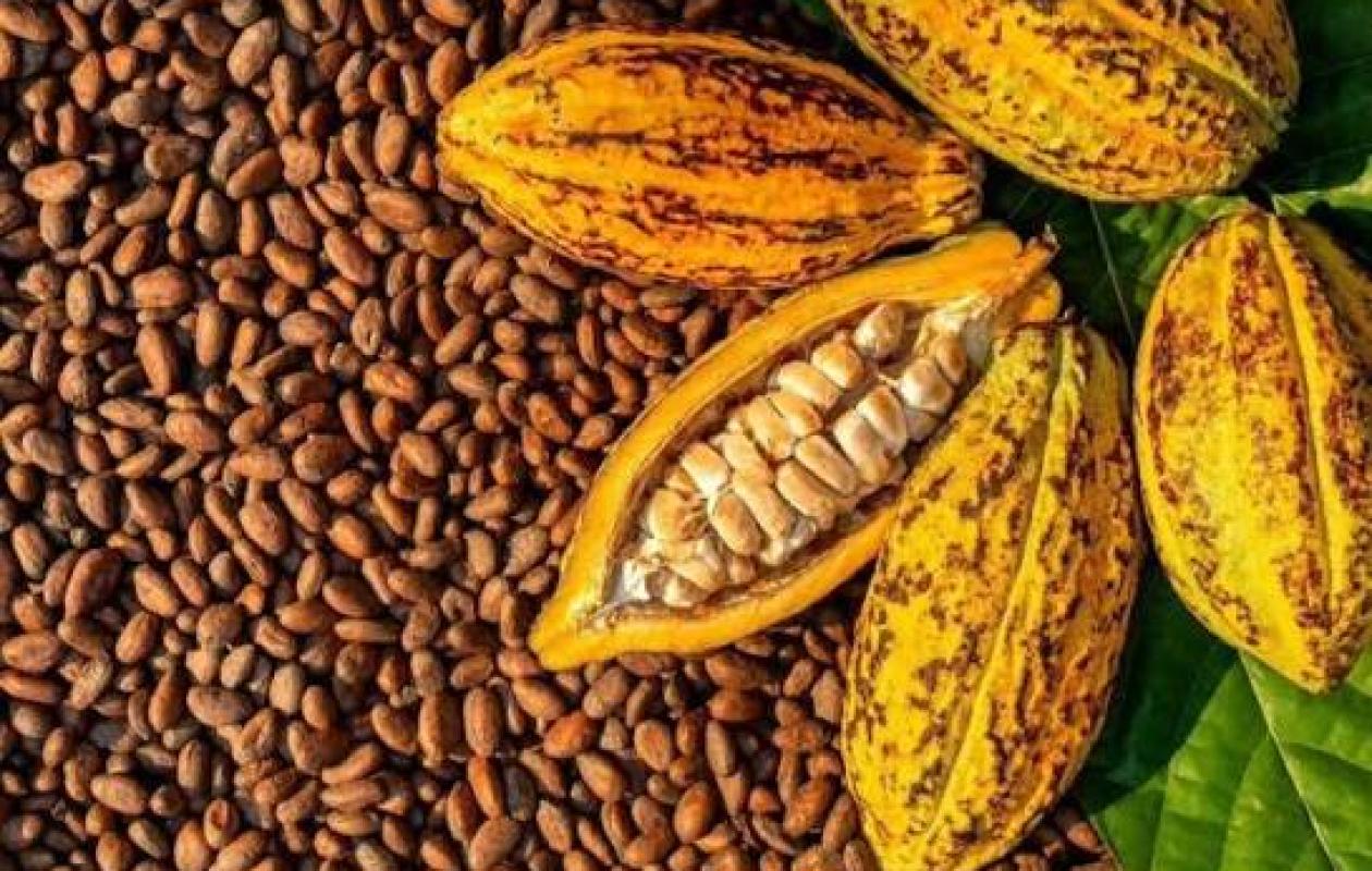 Cacao ivoirien : bras de fer tendu entre l’État et les multinationales