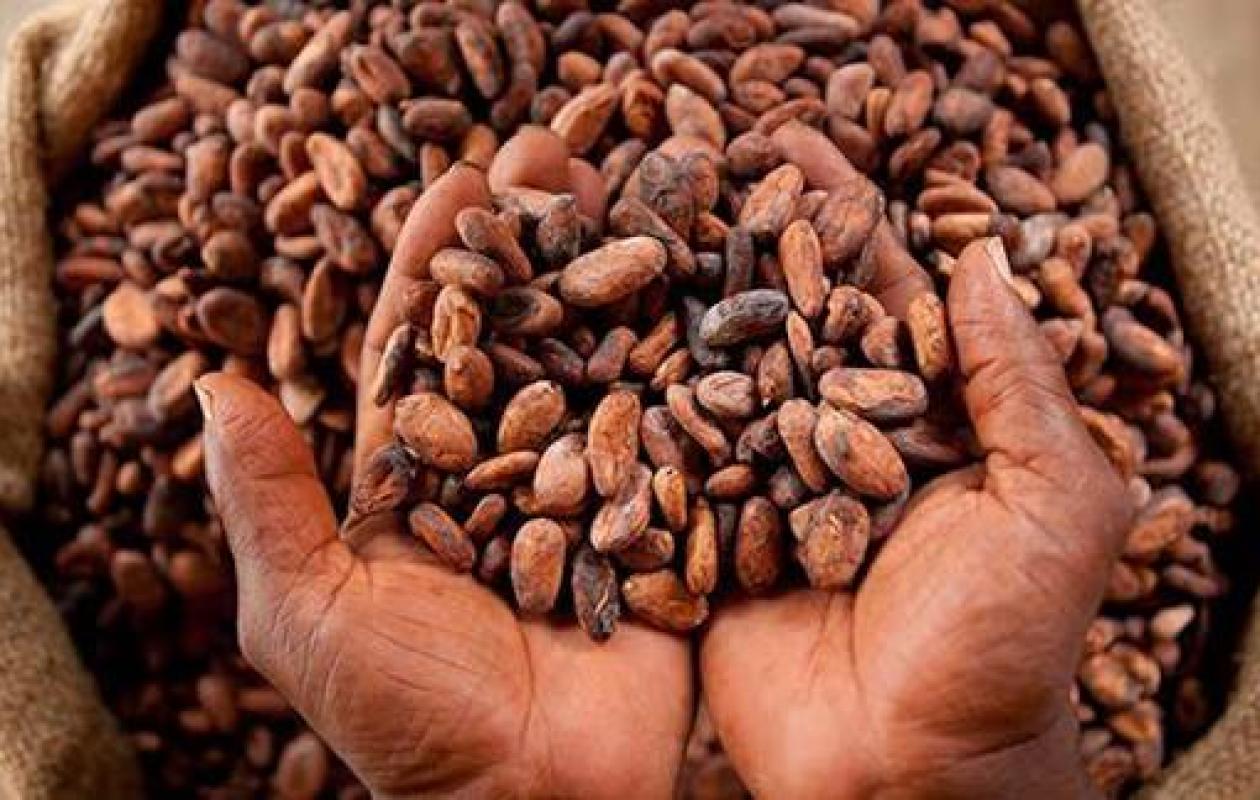 Cacao : le Conseil Café-Cacao dément toute crise et rassure les producteurs
