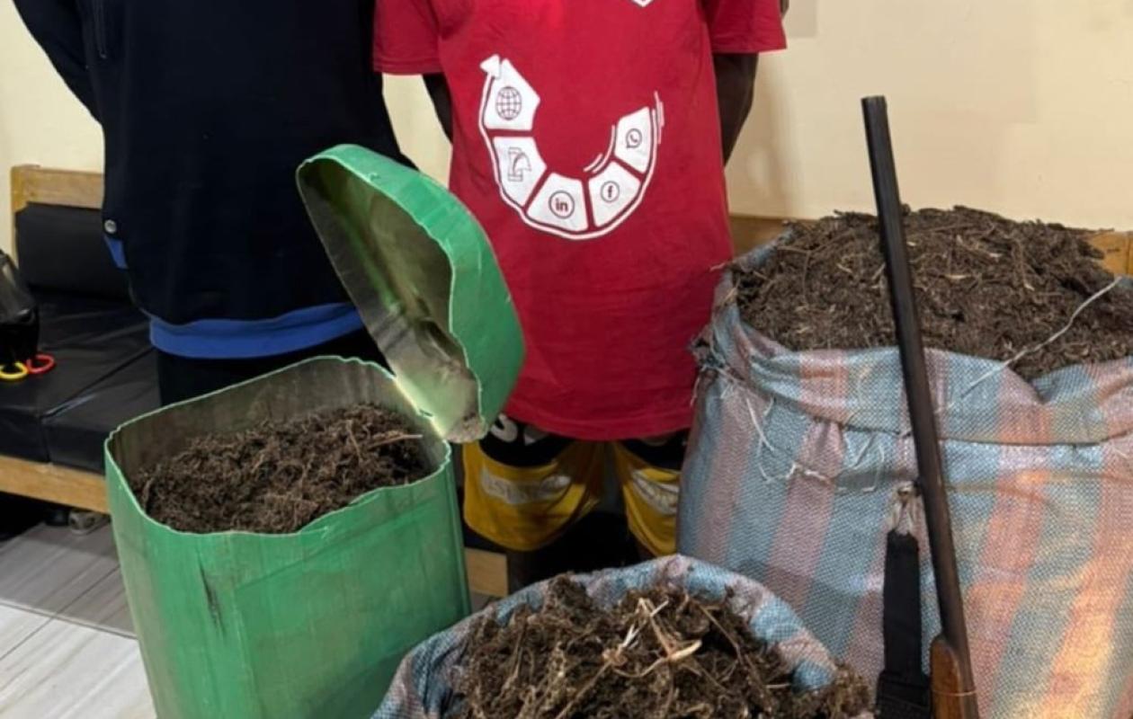 Asseyaokro : deux suspects arrêtés, 113 kg de cannabis saisis