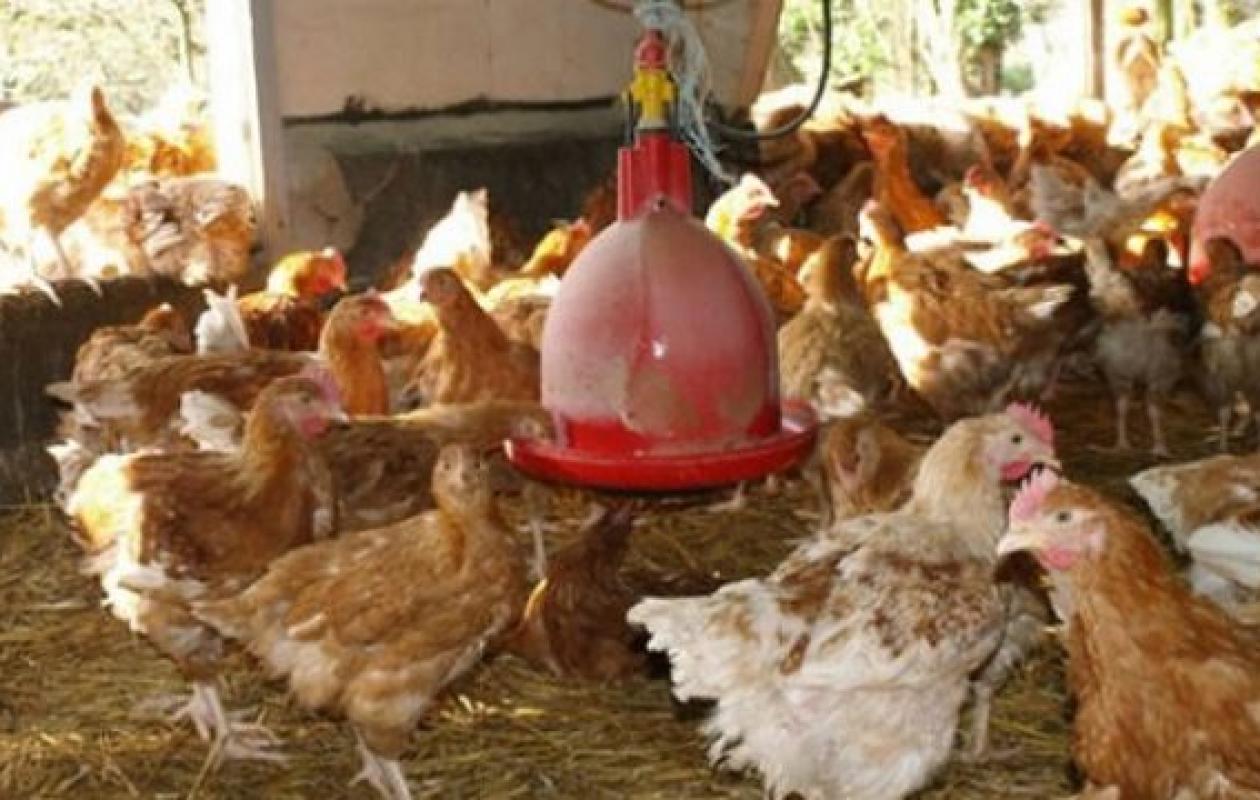 Côte d’Ivoire : La TVA sur l'alimentation animale passe à 9%, les éleveurs réclament une exonération totale