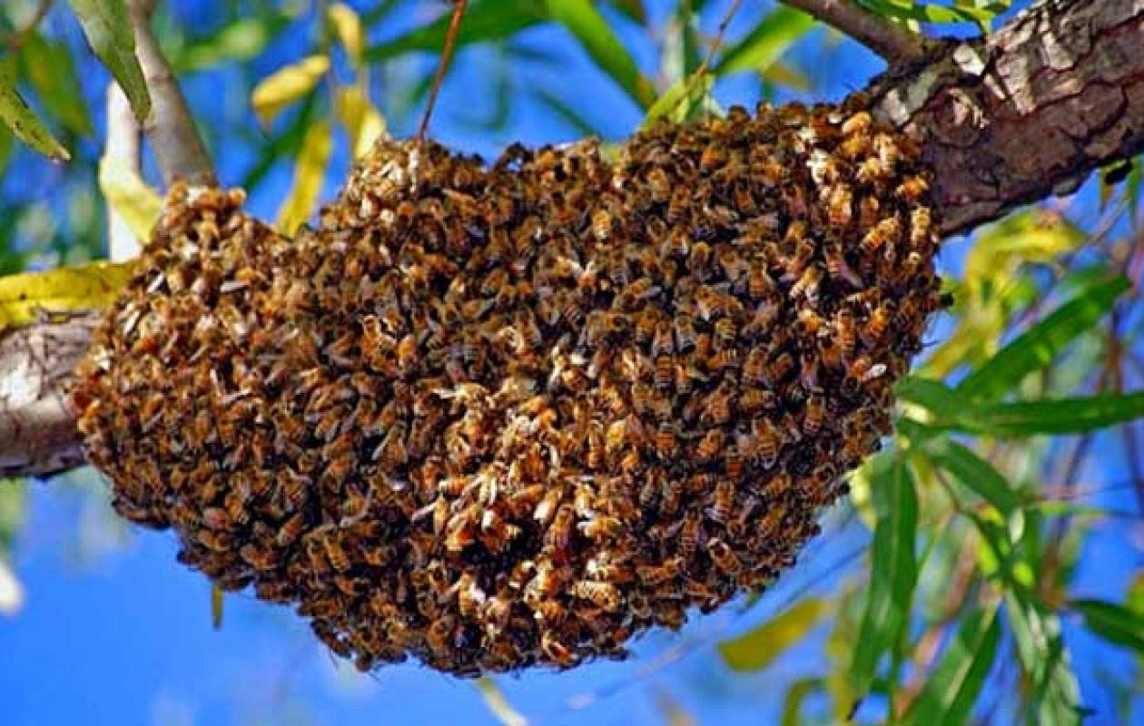 Zouan-Hounien : un cultivateur tué par des abeilles à Zéalé