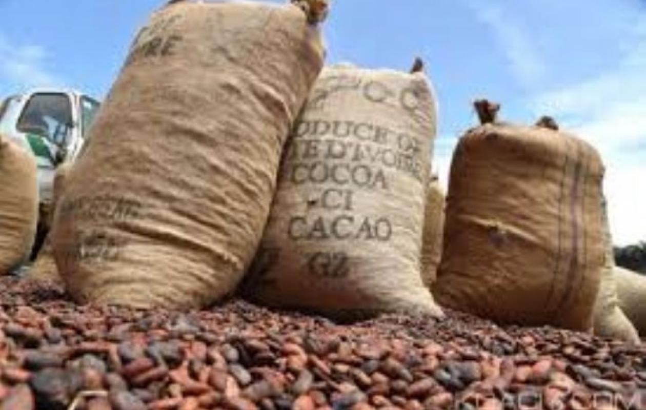 Cacao au Ghana : des producteurs impayés, la prochaine récolte en danger (Reuters)