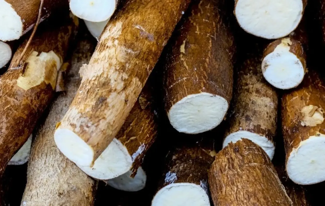 L’OIA Manioc lancée pour révolutionner la sécurité alimentaire et l’emploi