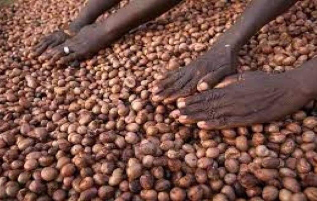 Ghana : Mahama mise sur le karité pour transformer l’économie rurale