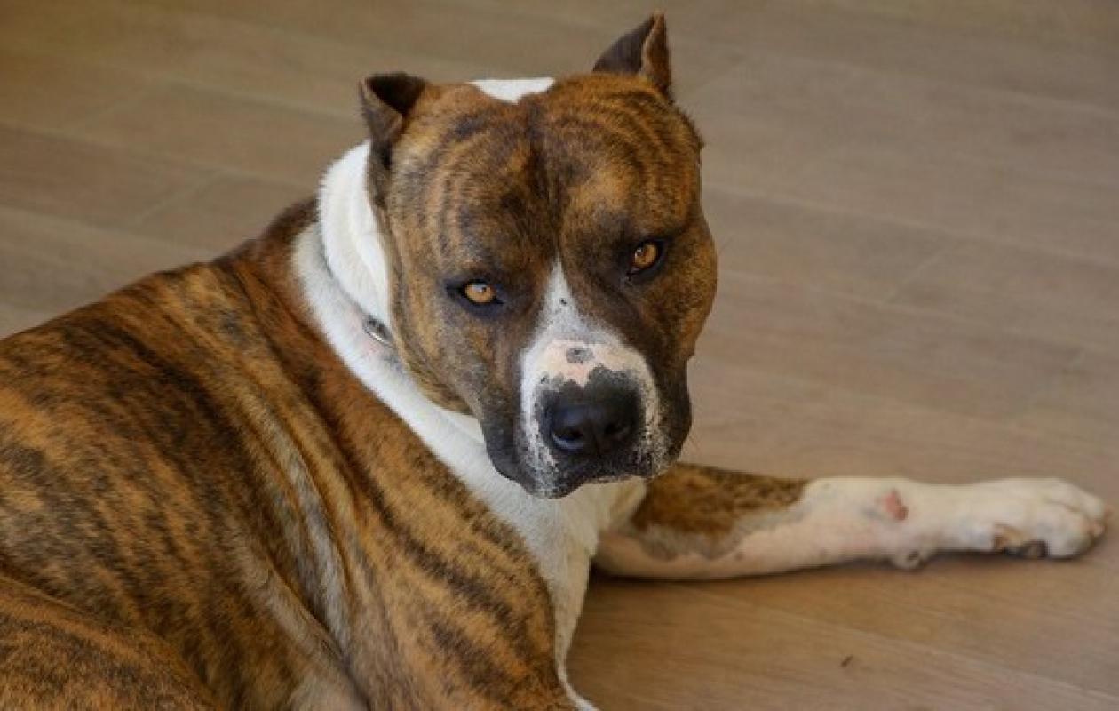 Une fillette de 2 ans pioche dans la gamelle du chien : ça vire au drame