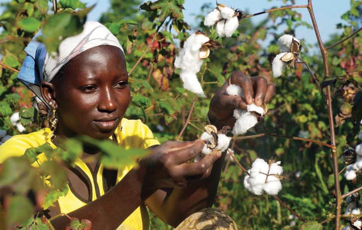 Côte d’Ivoire : la filière coton renoue avec la croissance et franchit la barre des 311 000 tonnes