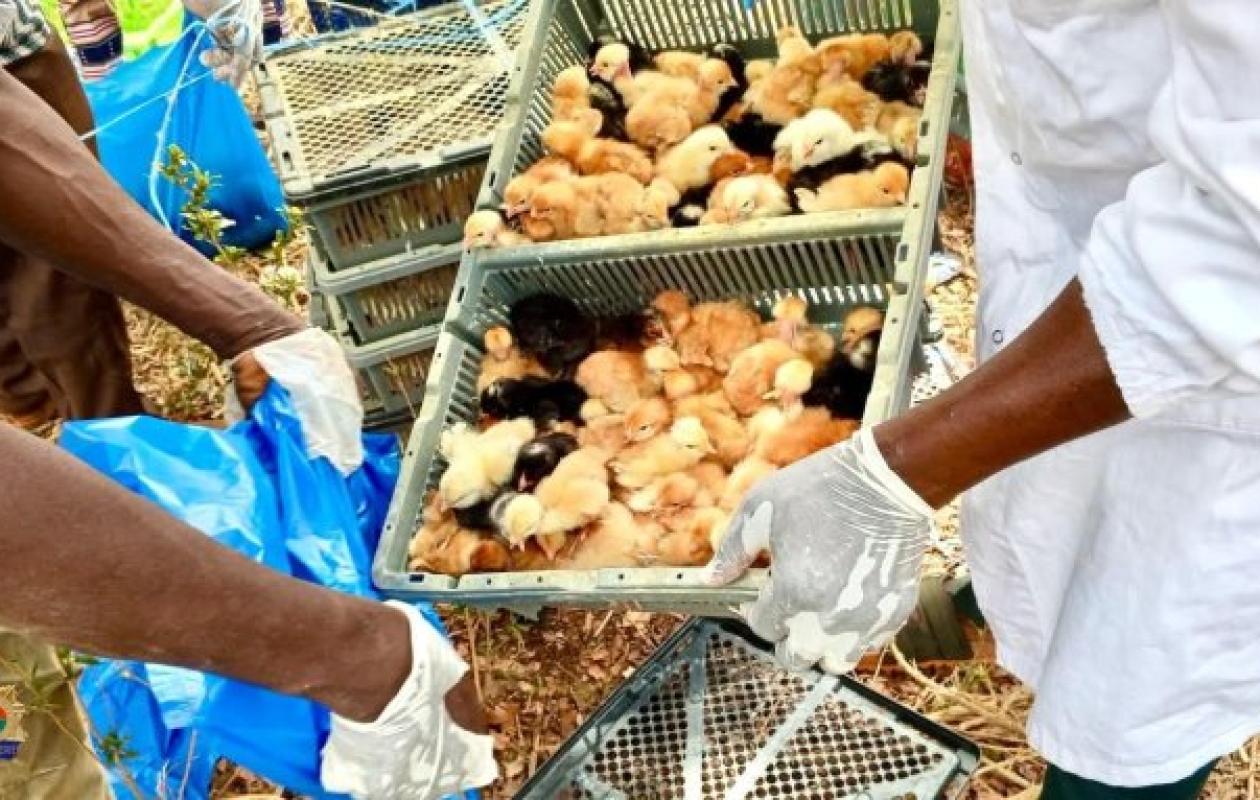 Gaoua : Plus de 6 000 poussins importés frauduleusement saisis par la Gendarmerie