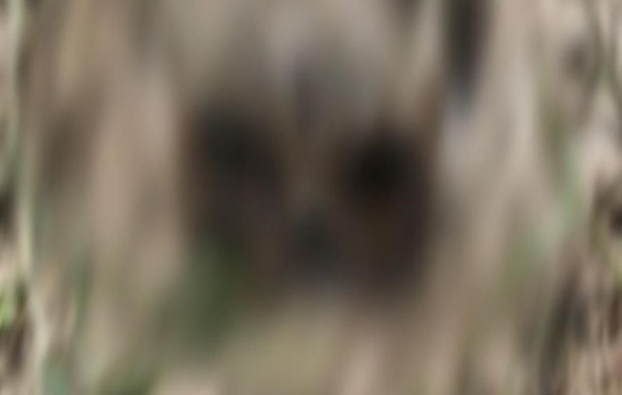 DIVO : Un crâne humain découvert dans un puits abandonné au quartier Millionnaire