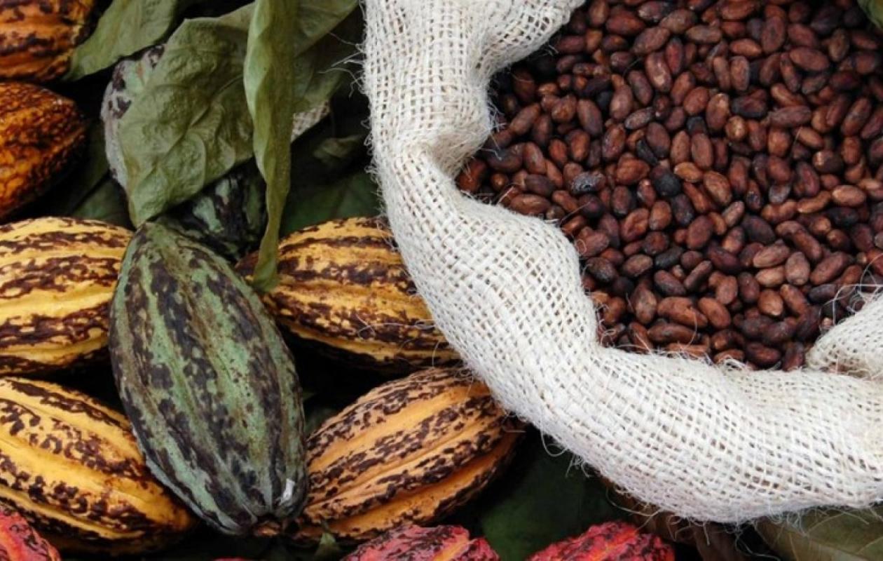 Cacao : le Ghana revoit fortement le prix aux producteurs
