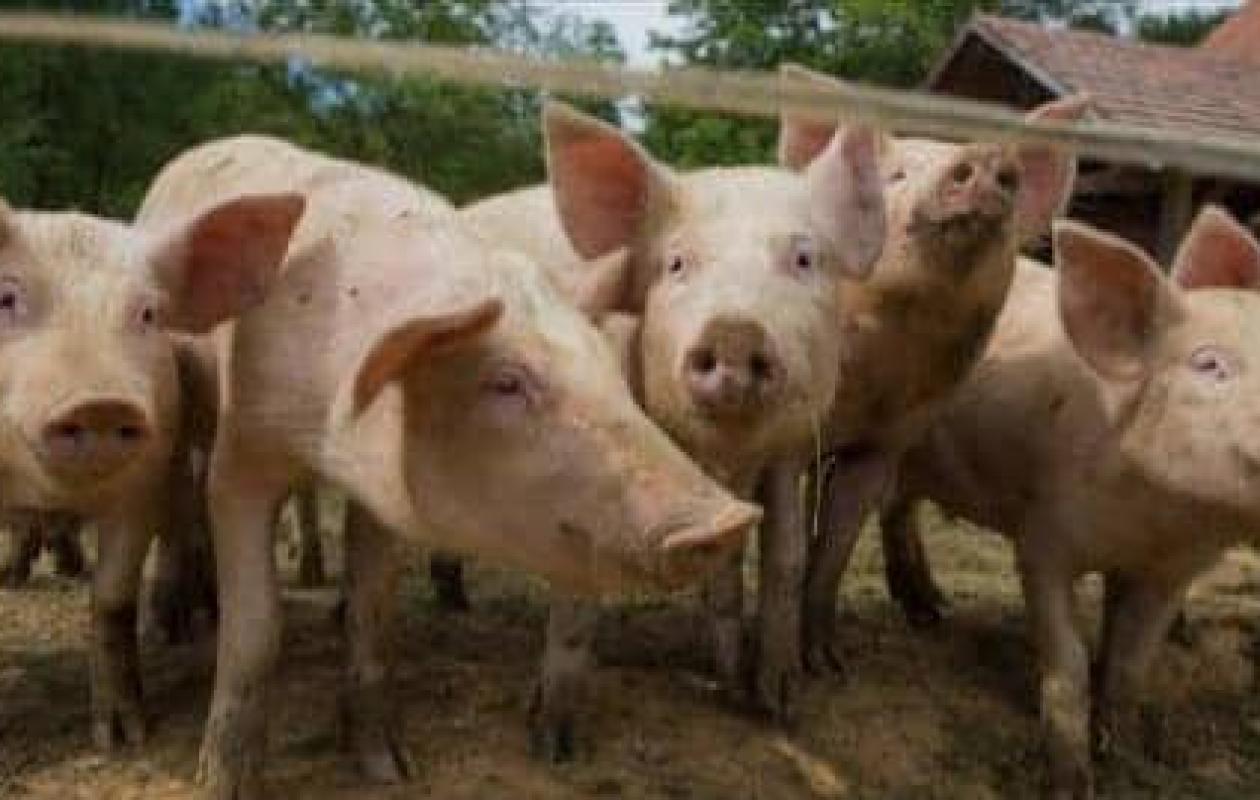Alerte sanitaire : les éleveurs de Songon sommés de barrer la route à la peste porcine africaine venue de San Pedro