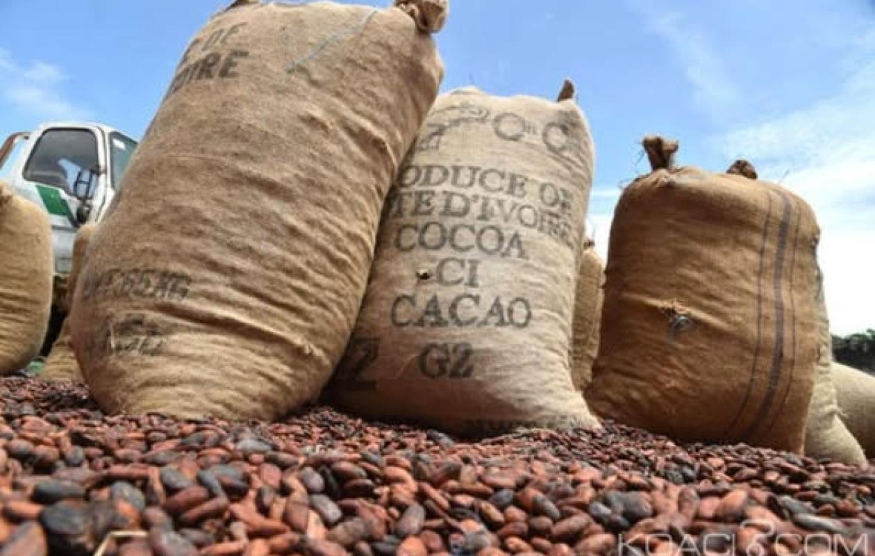Filière cacao : le prix garanti maintenu à 2 800 FCFA/kg jusqu’au 31 mars 2026