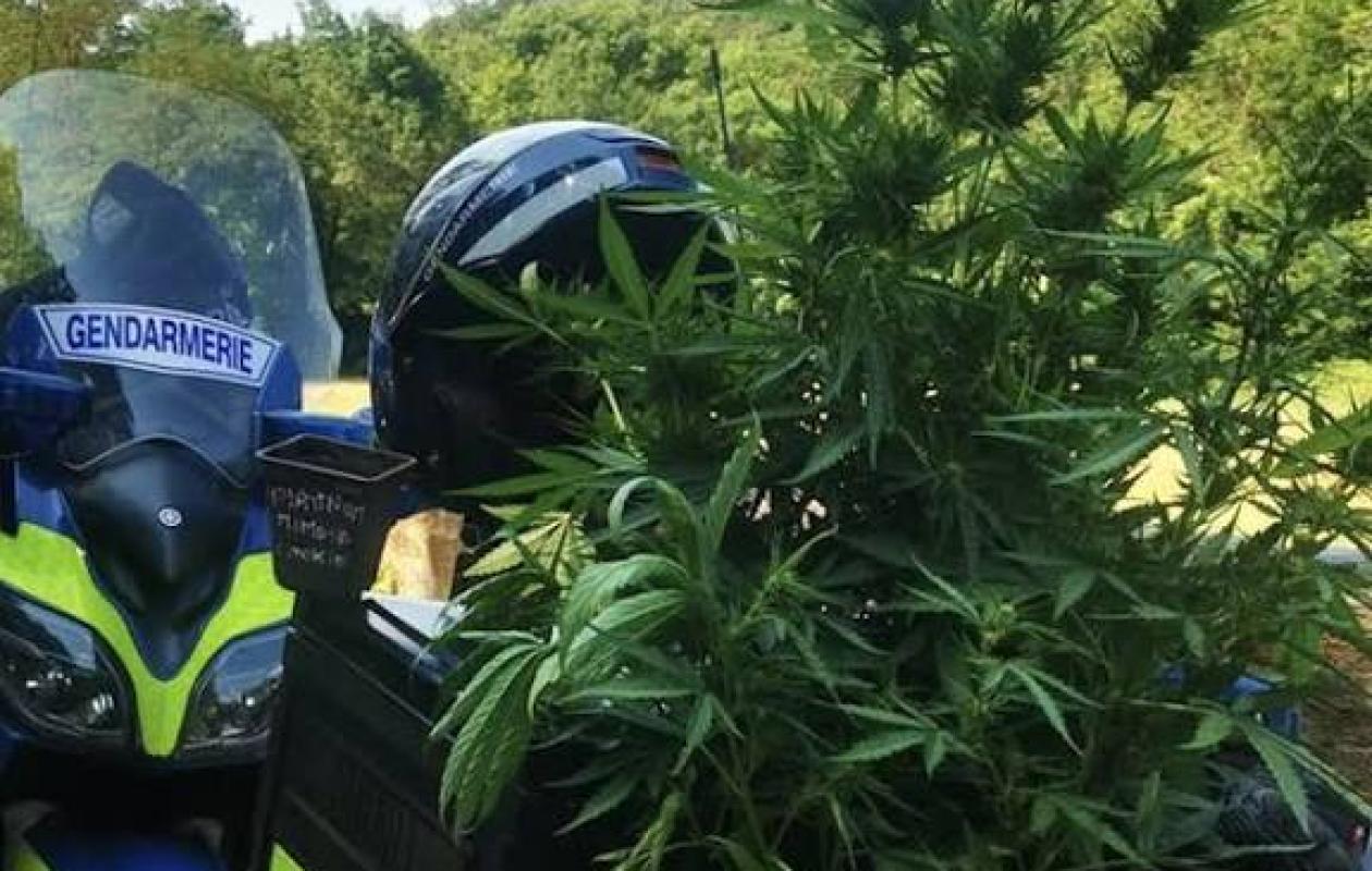 Quand un simple contrôle routier révèle une culture de cannabis