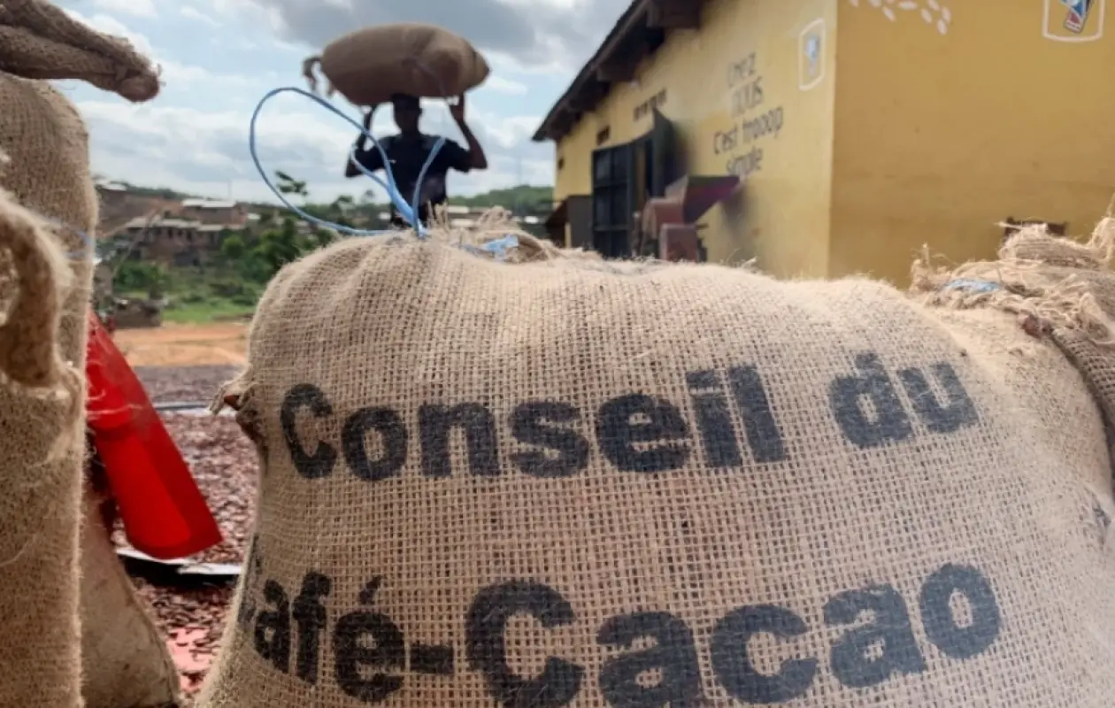 Cacao ivoirien : Le mystère du fonds de réserve face à une crise sans précédent