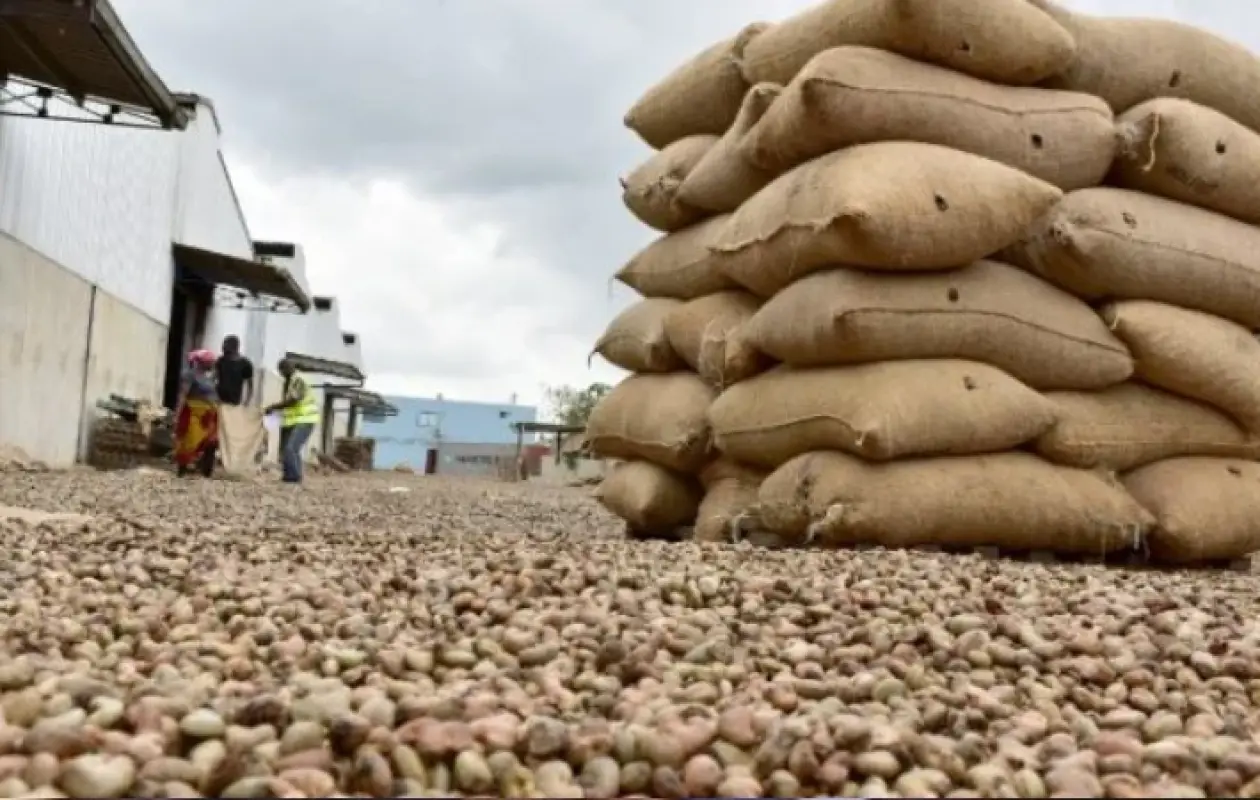 Bouna : Coup d'arrêt pour un important trafiquant d'anacarde
