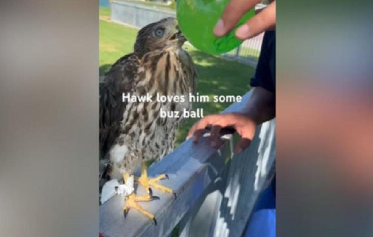 Californie: 45 jours de prison pour avoir donné une gorgée d'alcool à un oiseau