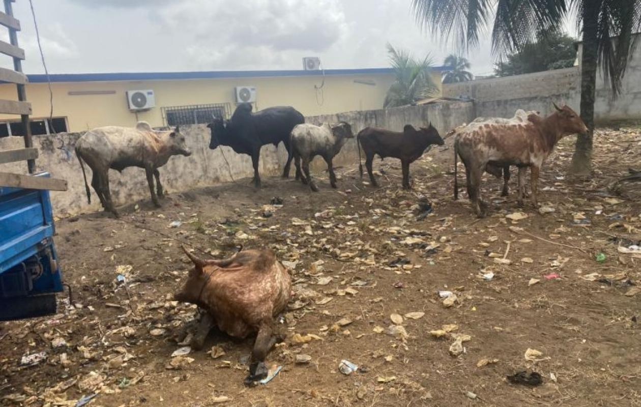 Bonoua : un coup de filet nocturne met fin à un présumé vol de bétail, trois suspects aux arrêts