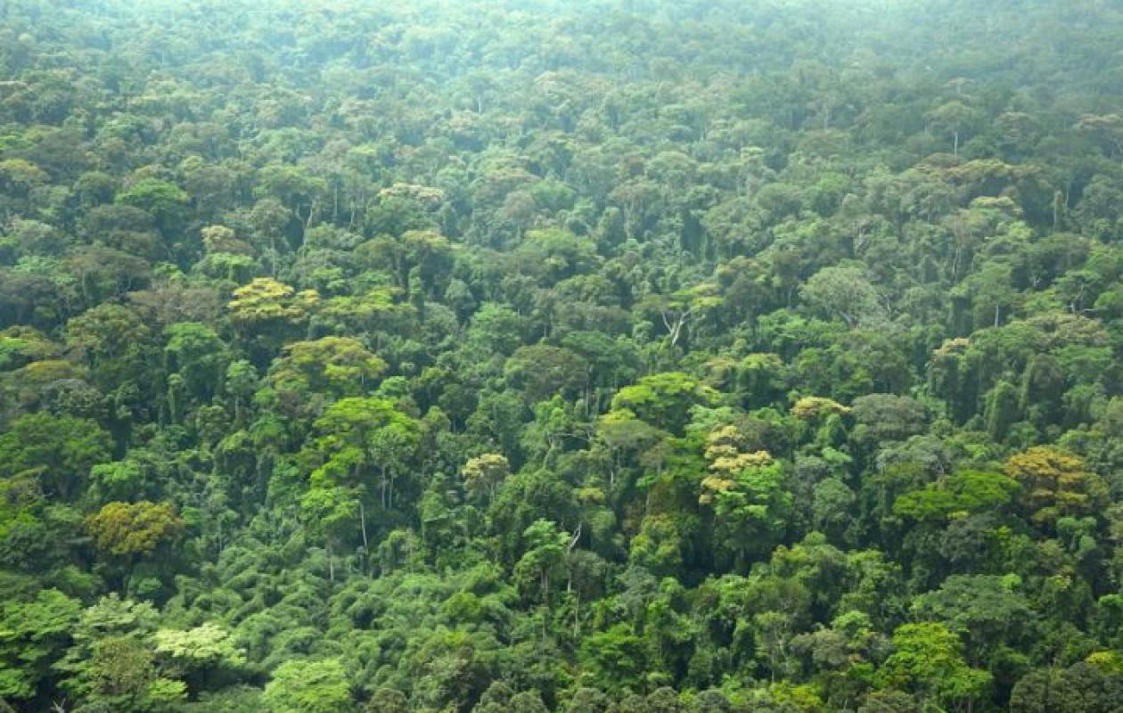 Côte d’Ivoire : Rainforest Alliance consolide ses alliances pour préserver les forêts et protéger les enfants