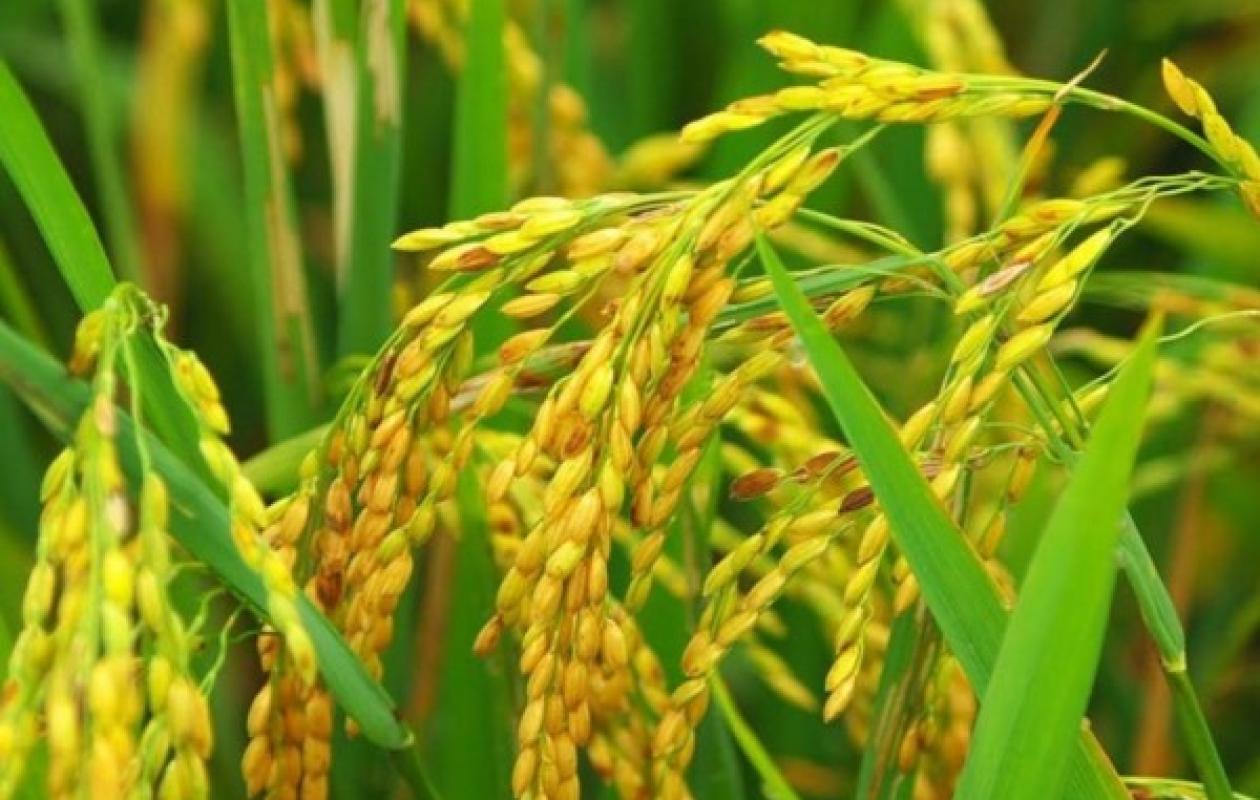 Côte d’Ivoire : 68,35 milliards FCFA mobilisés pour booster la production nationale de riz