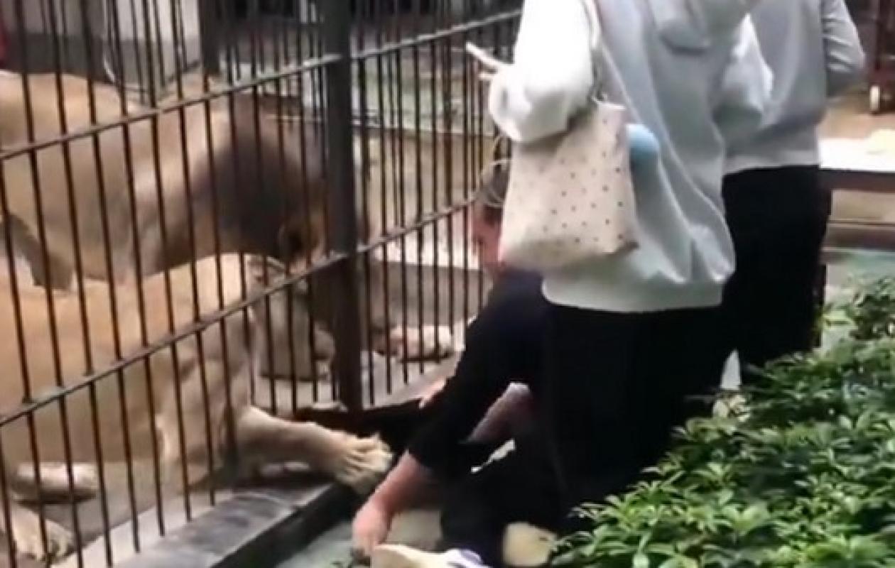 Scène terrifiante dans un zoo : une petite fille de 8 ans attaquée par un lion