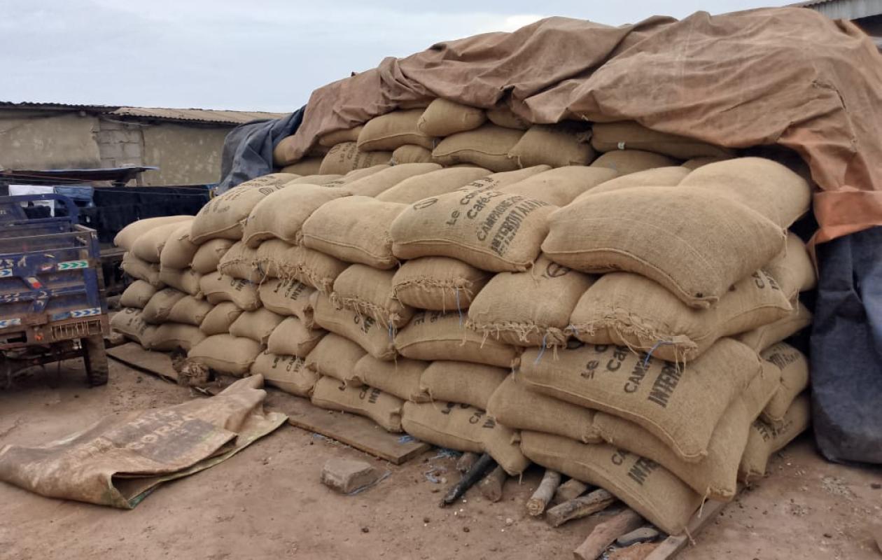 Cacao à Arrah : des coopératives dénoncent le blocage de plus de 260 tonnes de stocks et réclament l’intervention du Conseil café-cacao