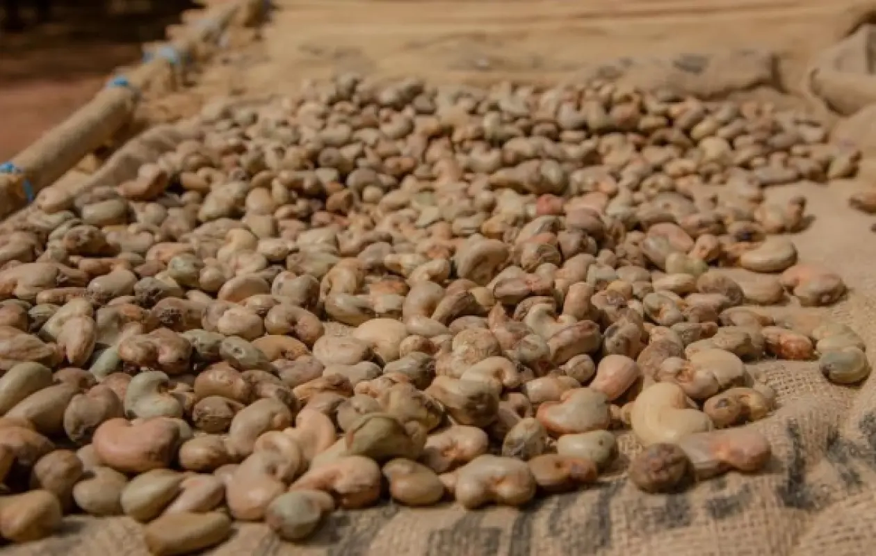 Filière Cajou : Le blocage du programme CCA–BNI paralyse 150 000 tonnes de transformation locale