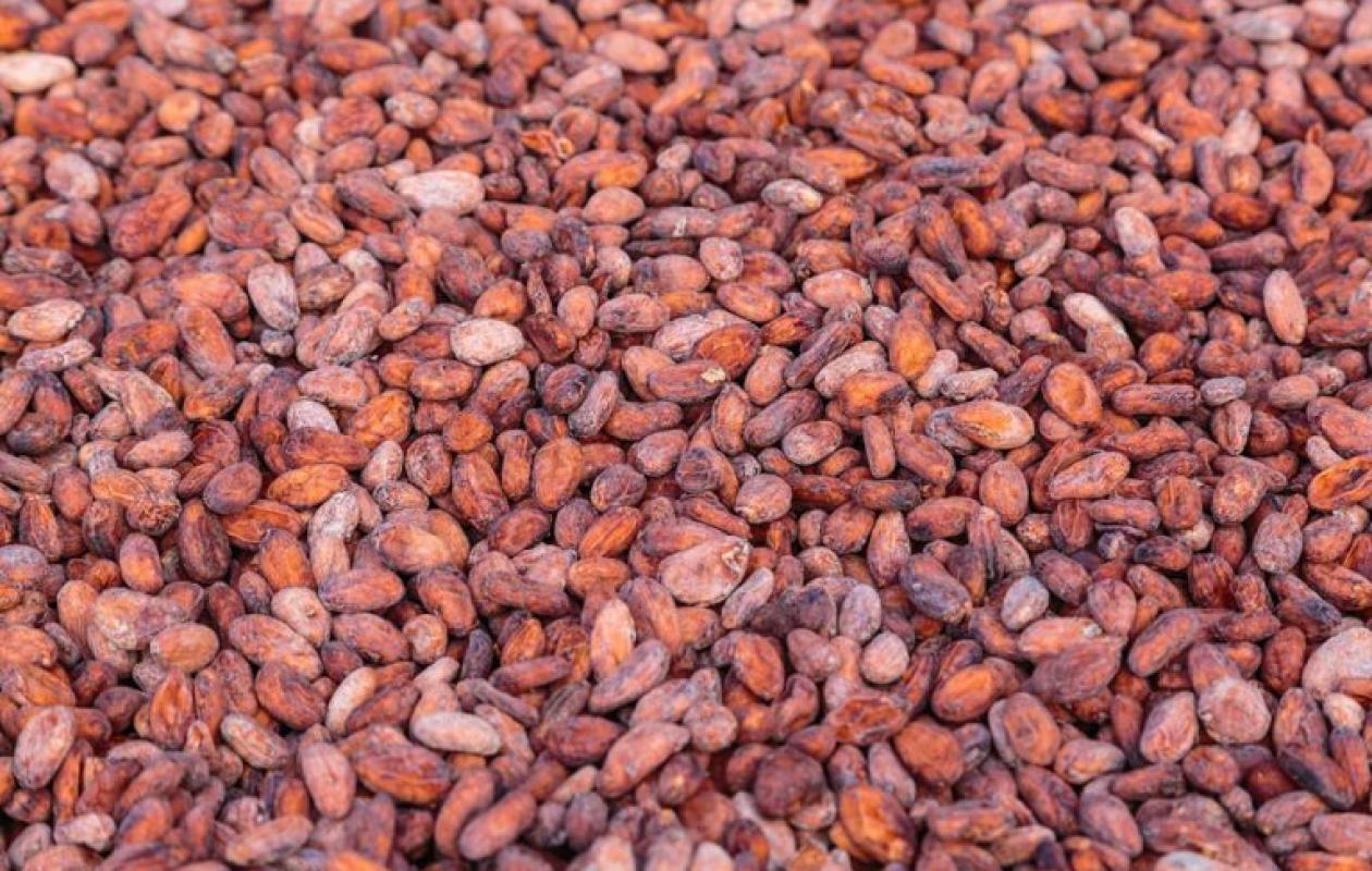 Cacao en Côte d’Ivoire : le COJEP dénonce la chute des prix et réclame la lumière sur le fonds des producteurs