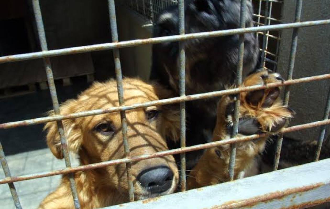 Pour protéger son fils de 5 ans de trois chiens, Emily, 26 ans, va le payer de sa vie