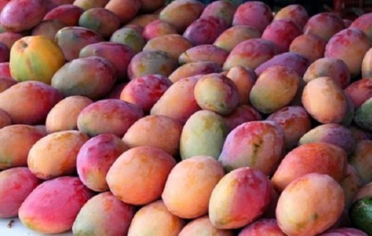 Filière mangue en Côte d’Ivoire : un plan de 1,6 milliard FCFA pour conquérir 2026