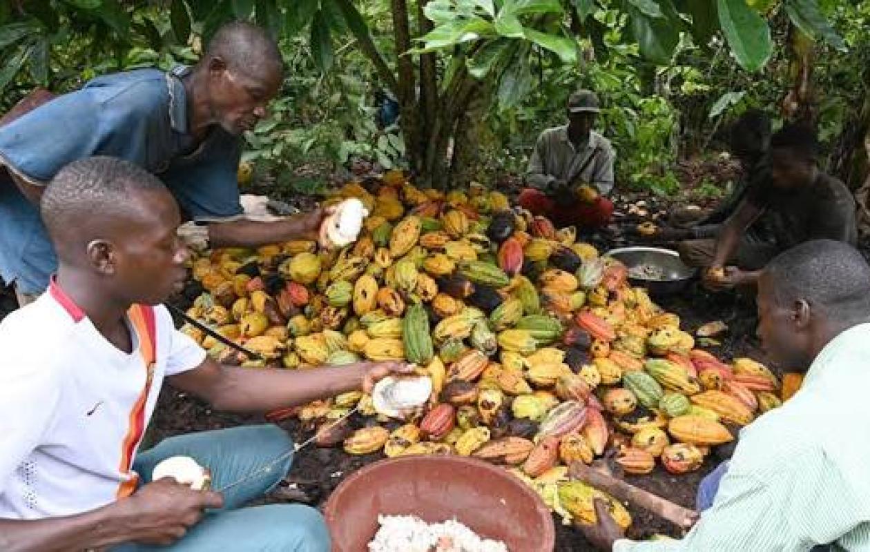 Crise dans la filière cacao : à Abengourou, un responsable de coopérative lance un appel urgent au Chef de l’État