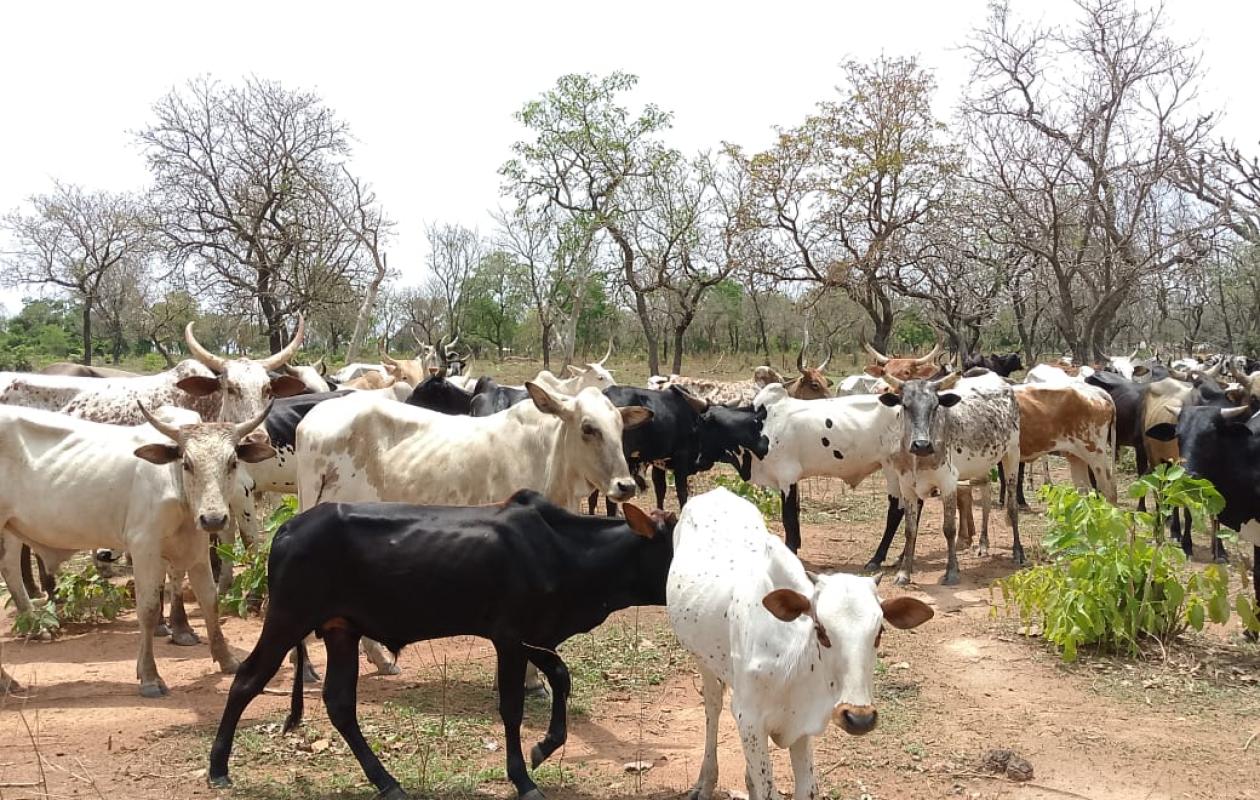 Bouna : deux bouviers condamnés pour intrusion et pâturage illégal dans le parc national de la Comoé