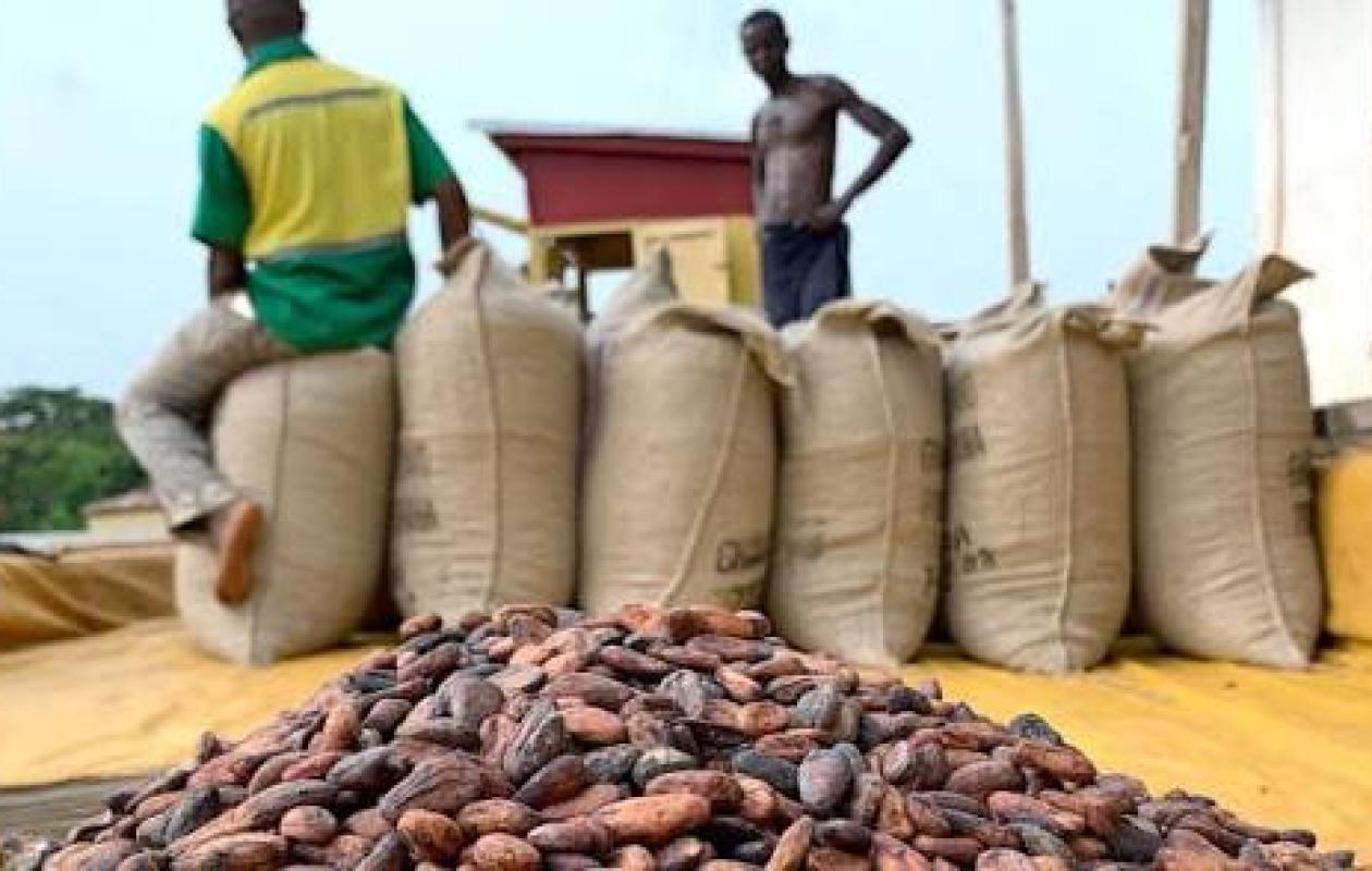 Cacao : prix garanti à 1200 FCFA/Kg, la campagne intermédiaire 2025-2026 lancée à San-Pedro